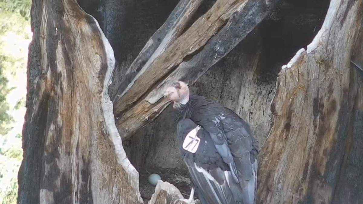 California condor Phoenix, also known as No. 477, has fathered an egg in Big Sur’s Ventana Wilderness.
