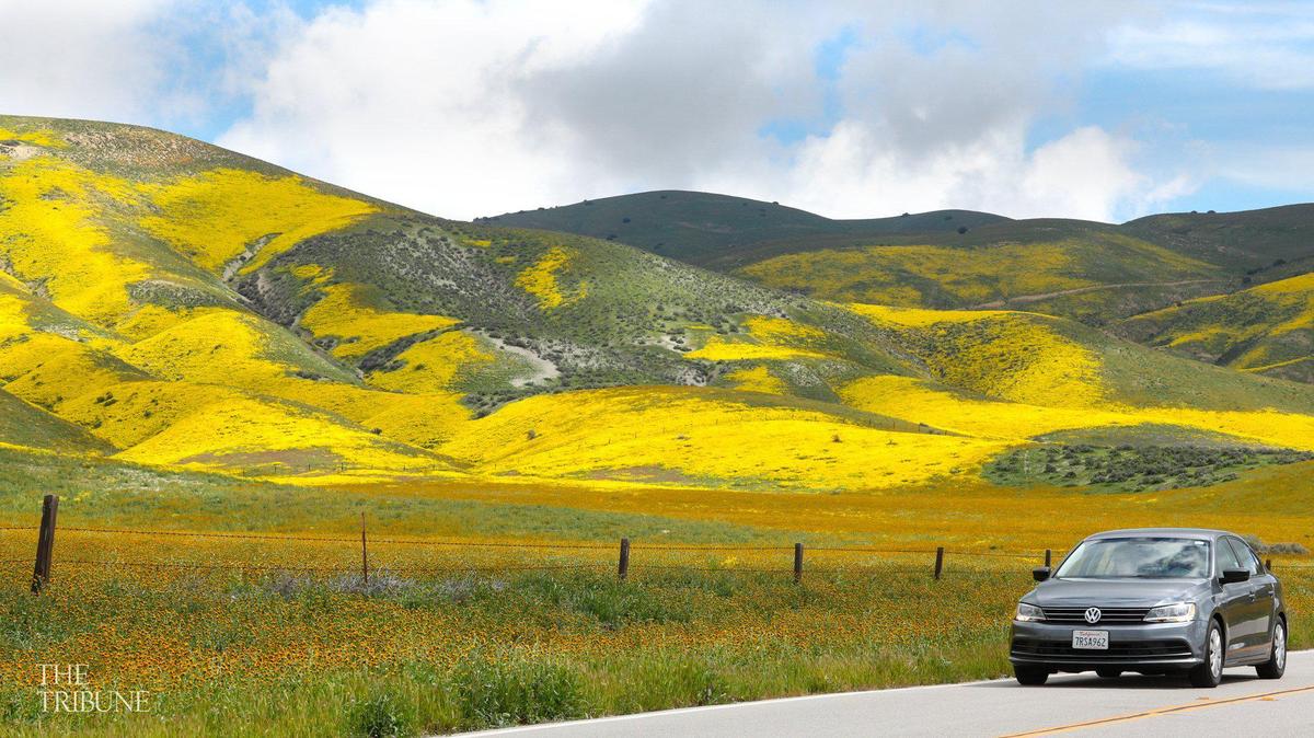 Highway 58 near Seven Mile Road, flowers cover the Temblor Range near Carrizo Plain in 2017.
