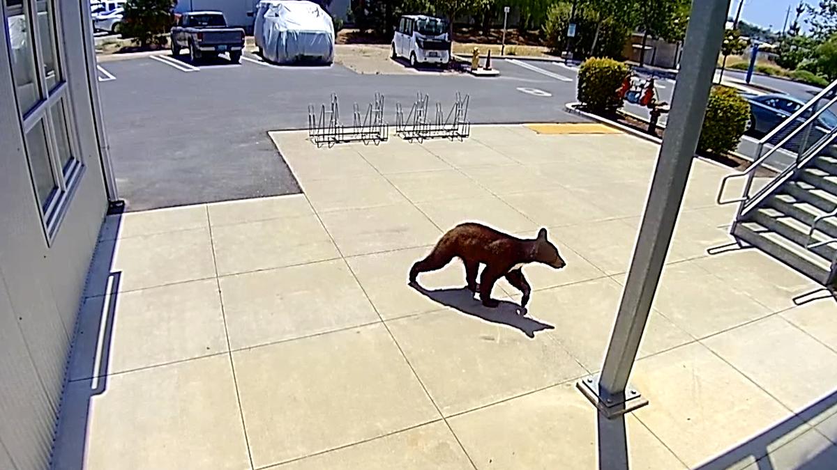 A bear was captured on a surveillance camera wandering around the Cal Poly Technology Park and banging on doors and windows.