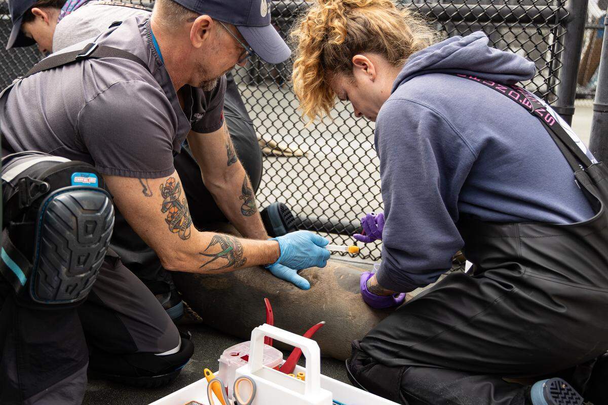 The Marine Mammal Center’s Dr. Dane Whitaker, left, associate veterinarian, and Sarah Pattison, director of hospital operations, collect a blood sample from a northern elephant seal patient during an Avian Influenza vaccine trial at the Center’s Sausalito-based hospital on July 14, 2025.