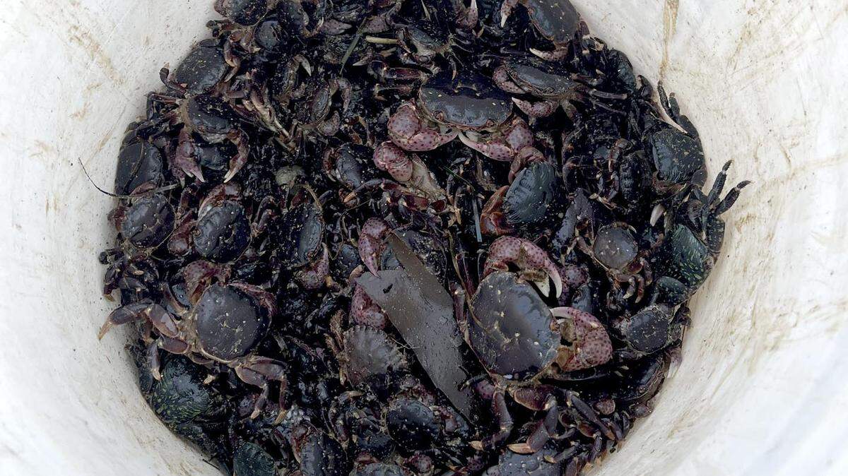 Two people were cited after a state Fish and Wildlife officer caught them harvesting hundreds of striped shore crabs at Estero Bluff State Park. The pair had collected 351 crabs, exceeding the legal limit by 281. The crabs were returned to the ocean.