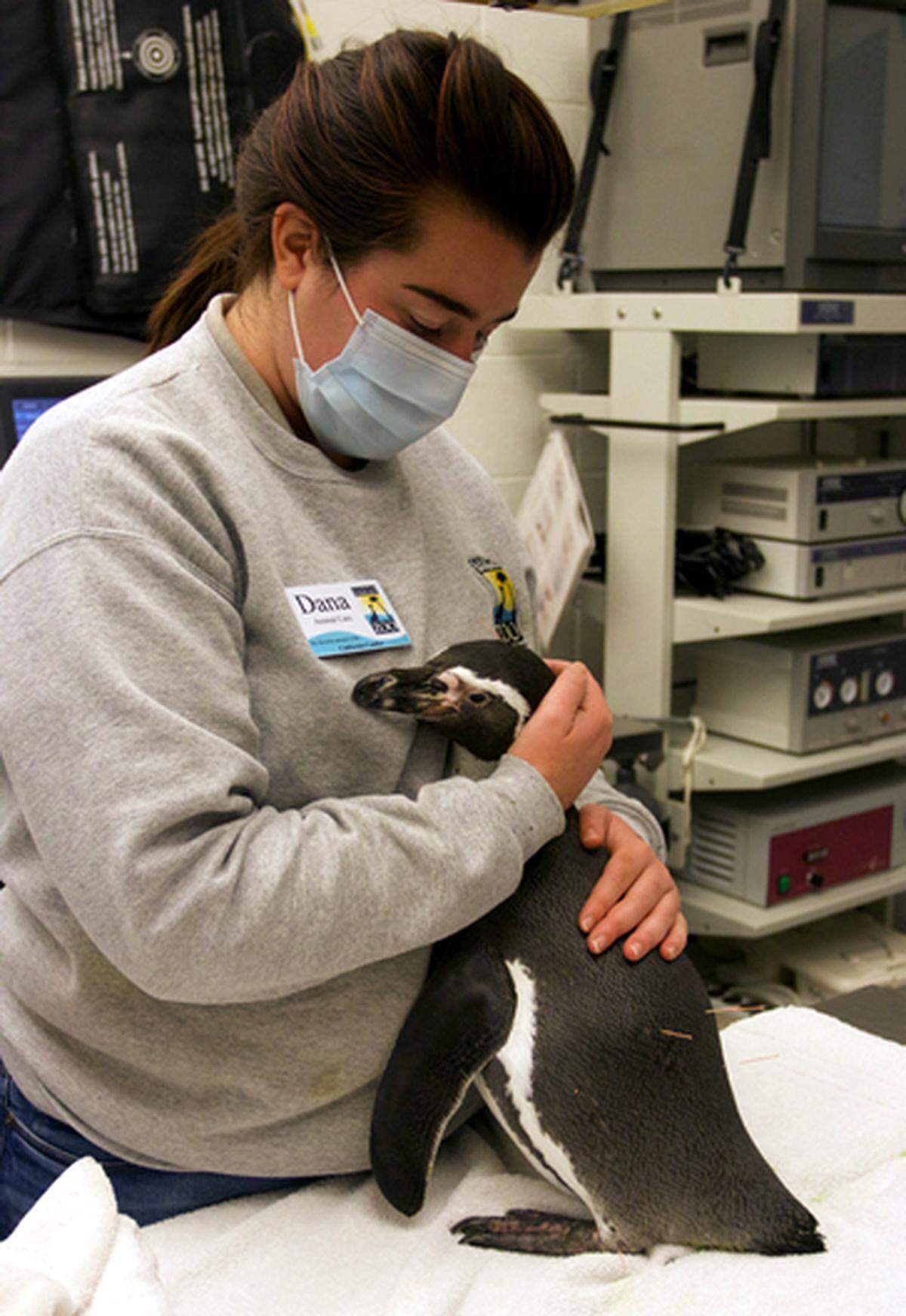 Following COVID-19 safety measures, essential employees continue to care for the facility and hundreds of animals at the Santa Barbara Zoo.