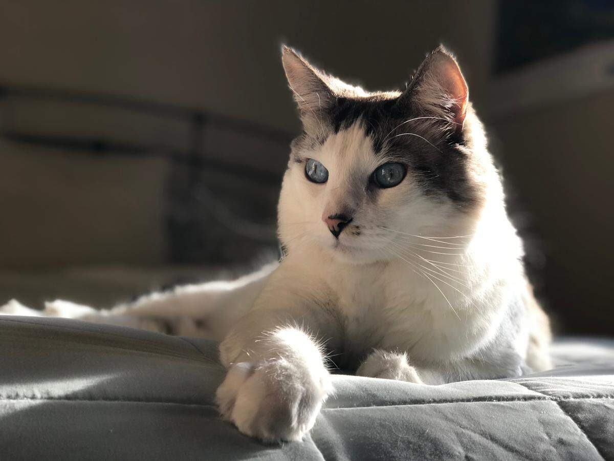 Nono, a 10-year-old cat, is the pet of The Tribune editor Joe Tarica. His hobbies include trying to run out the door anytime he sees your hands are full and getting extra food by knocking over the container.