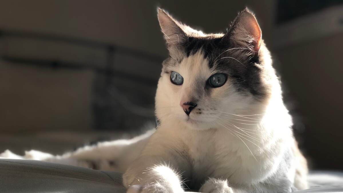 Nono, a 10-year-old cat, is the pet of The Tribune editor Joe Tarica. His hobbies include trying to run out the door anytime he sees your hands are full and getting extra food by knocking over the container.