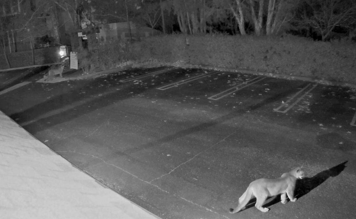 Two mountain lions wander through the Avila Bay Athletic Club and Spa parking lot on Tuesday, Jan. 18. They were two of three — likely a mother and her two juvenile cubs — caught on the club’s surveillance cameras.
