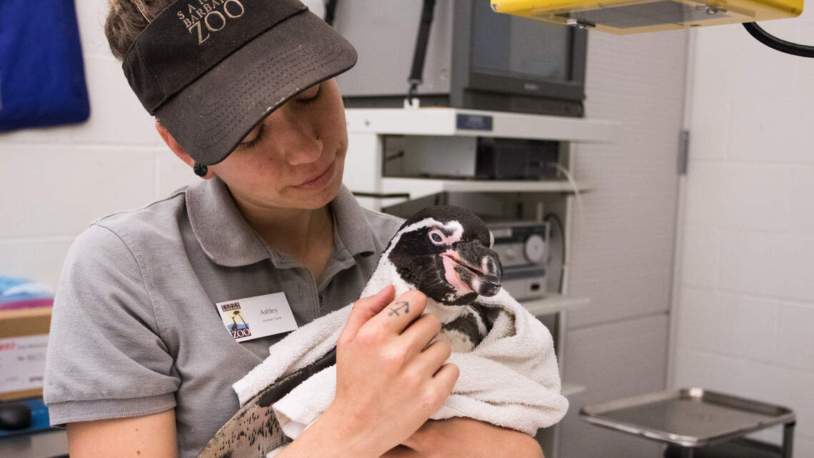 Lucky the shoe-wearing penguin recovering from surgery at Santa Barbara Zoo