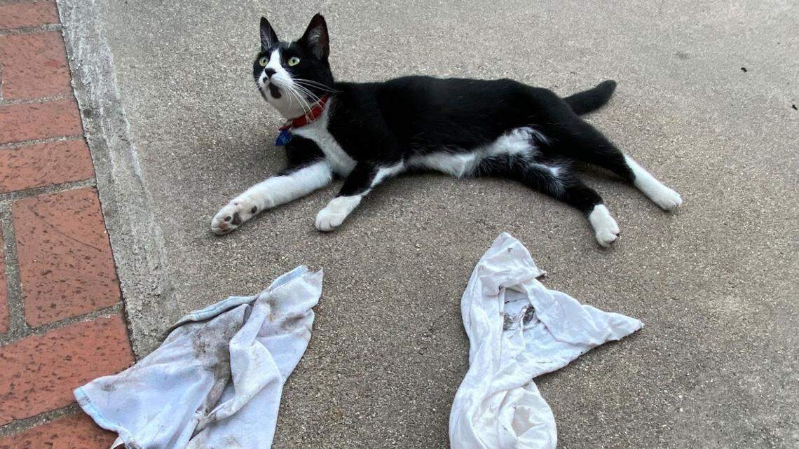 Central Coast ‘klepto cat’ has nabbed more than 700 items — from Astro Turf to toys