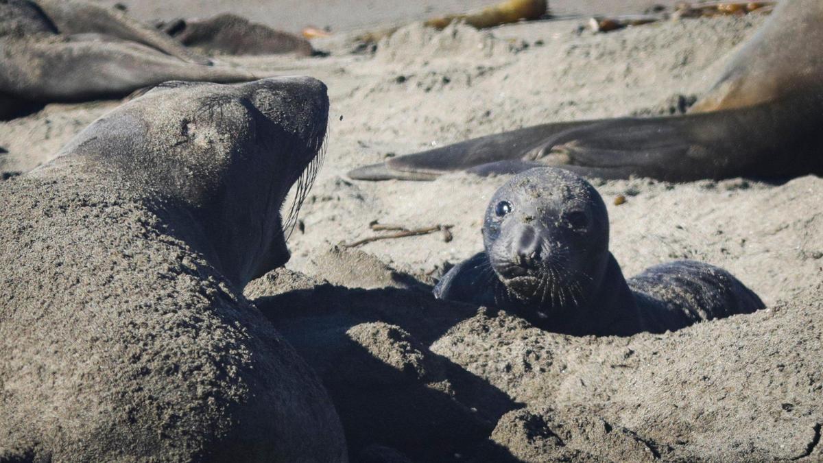 A mother elephant seal barks to a pup who appears to be listening on Dec. 30, 2024. The seals were lounging near the Piedras Blancas Lighthouse, where pups will be born through January.