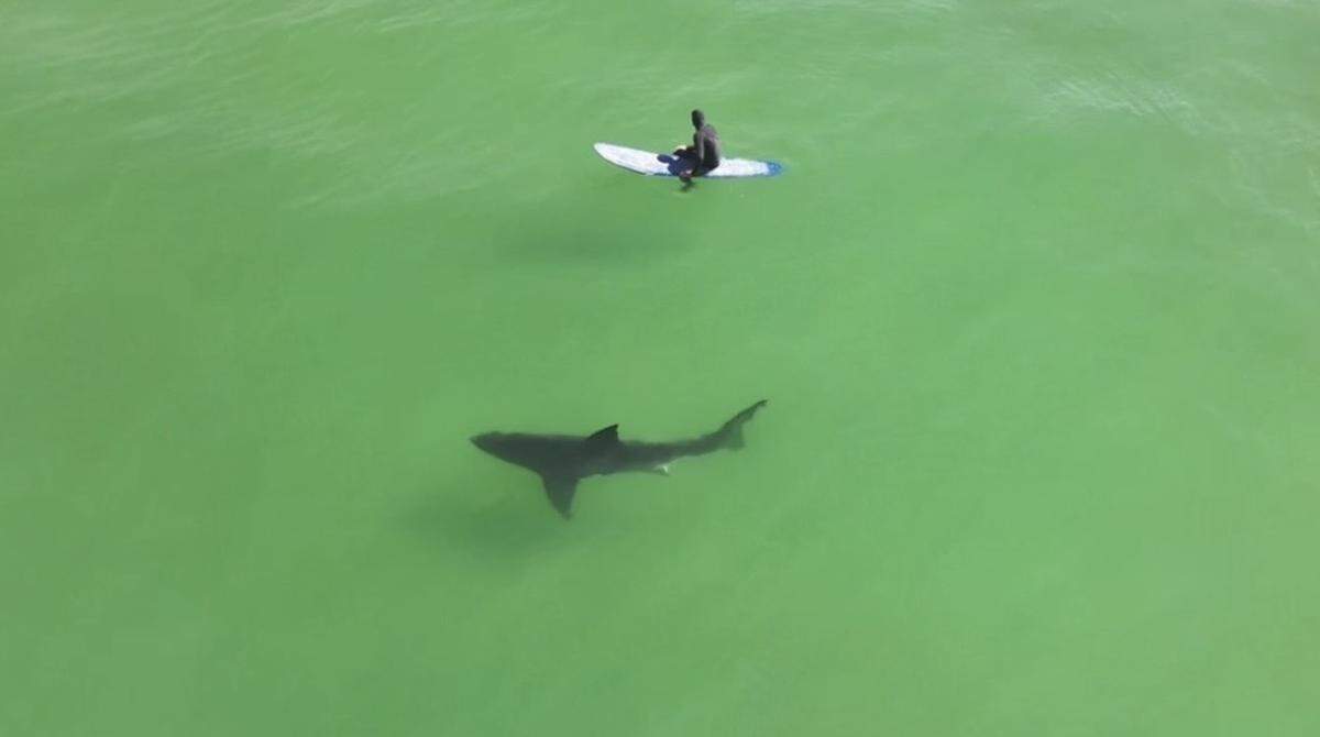 A great white shark swam into a group of surfers near the Pismo Pier on May 20, 2026. The shark was about the length of a surf board, and most of the surfers didn't spot it.