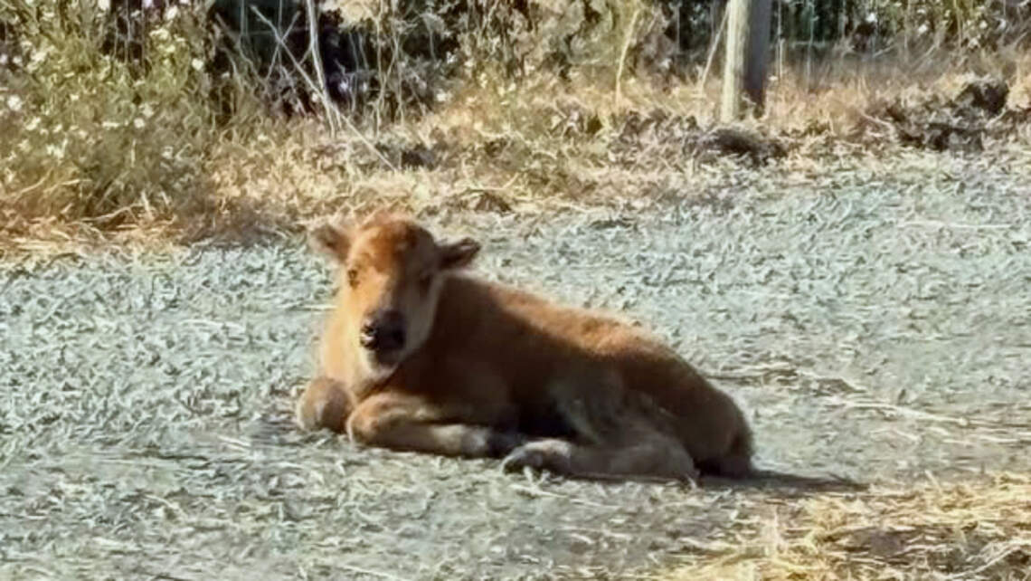First baby bison born at SLO County ranch. ‘They’re magnificent’
