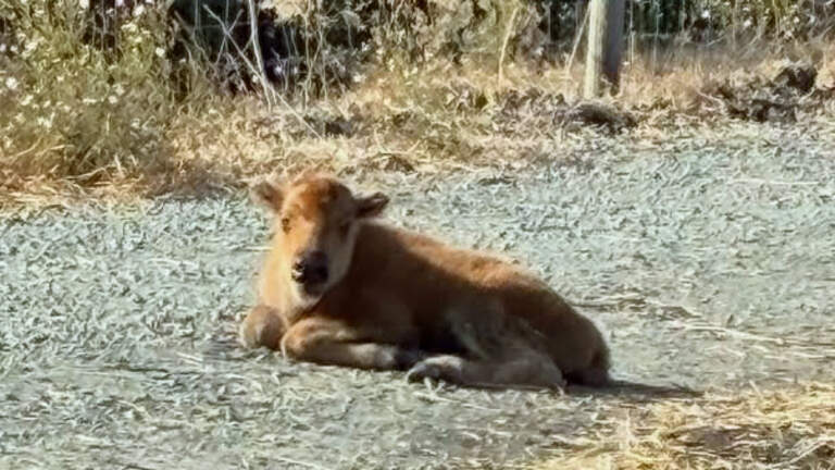 First baby bison born at SLO County ranch. ‘They’re magnificent’