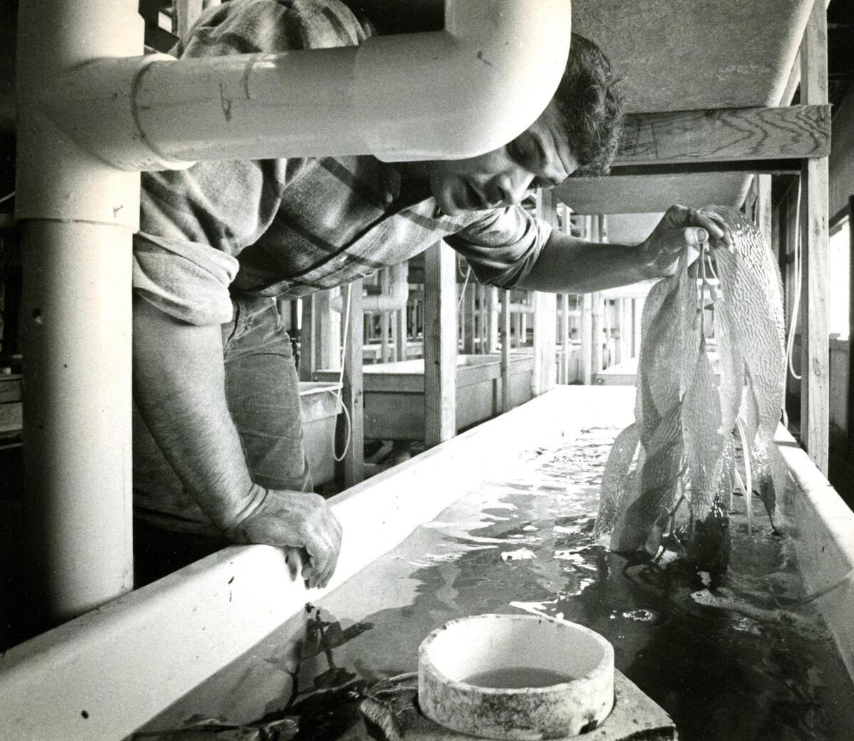 Fran k Oakes checks some of the 300 to 600 pounds of bulb kelp trucked fresh weekly from the Santa Barbara Channel to feed the abalone at farm near Cayucos Oct. 12, 1978.