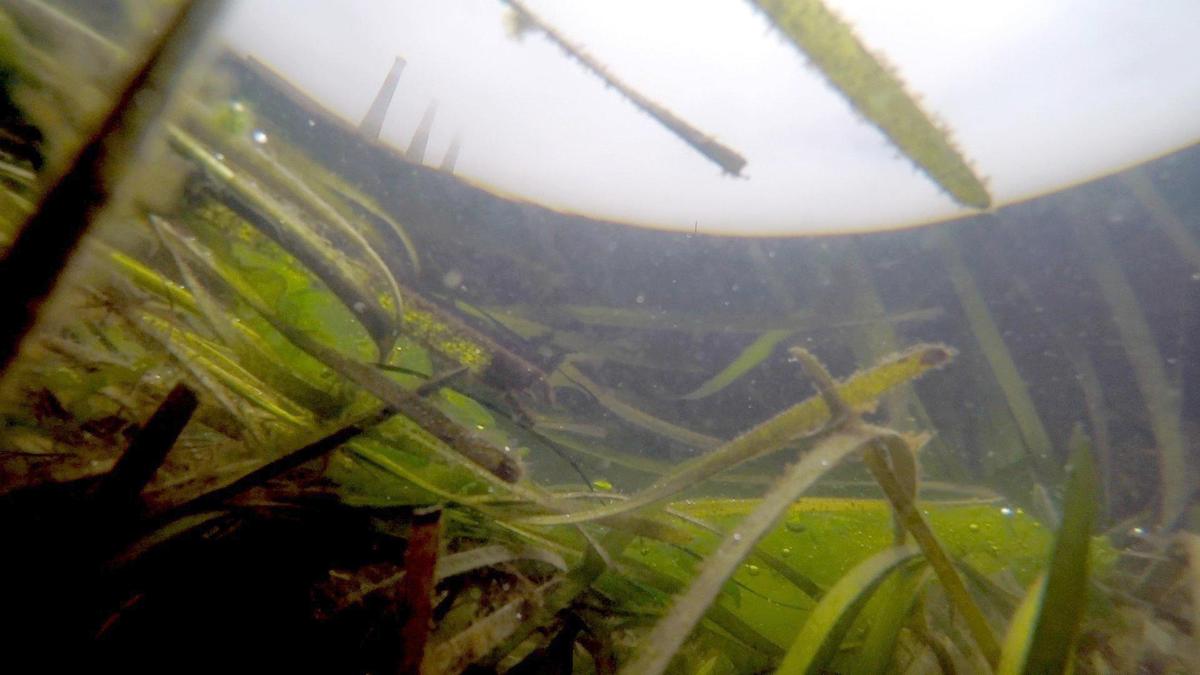 The smoke stacks of the power plant are in the back ground, eelgrass is in the foreground in this underwater photo. 7-10-2019 David Middlecamp