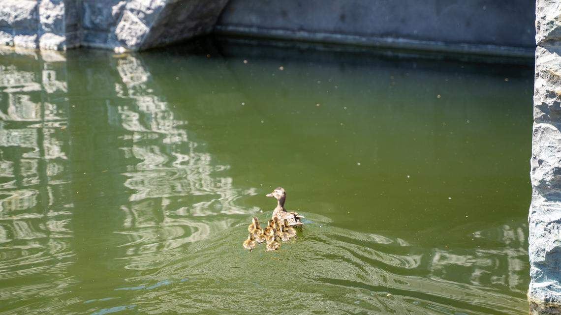 A duck and her ducklings swim in the moat at The Anderson Paso on Tuesday, April 14, 2026. The restaurant is set to open April 16 after more than a year of remodeling and preparation.