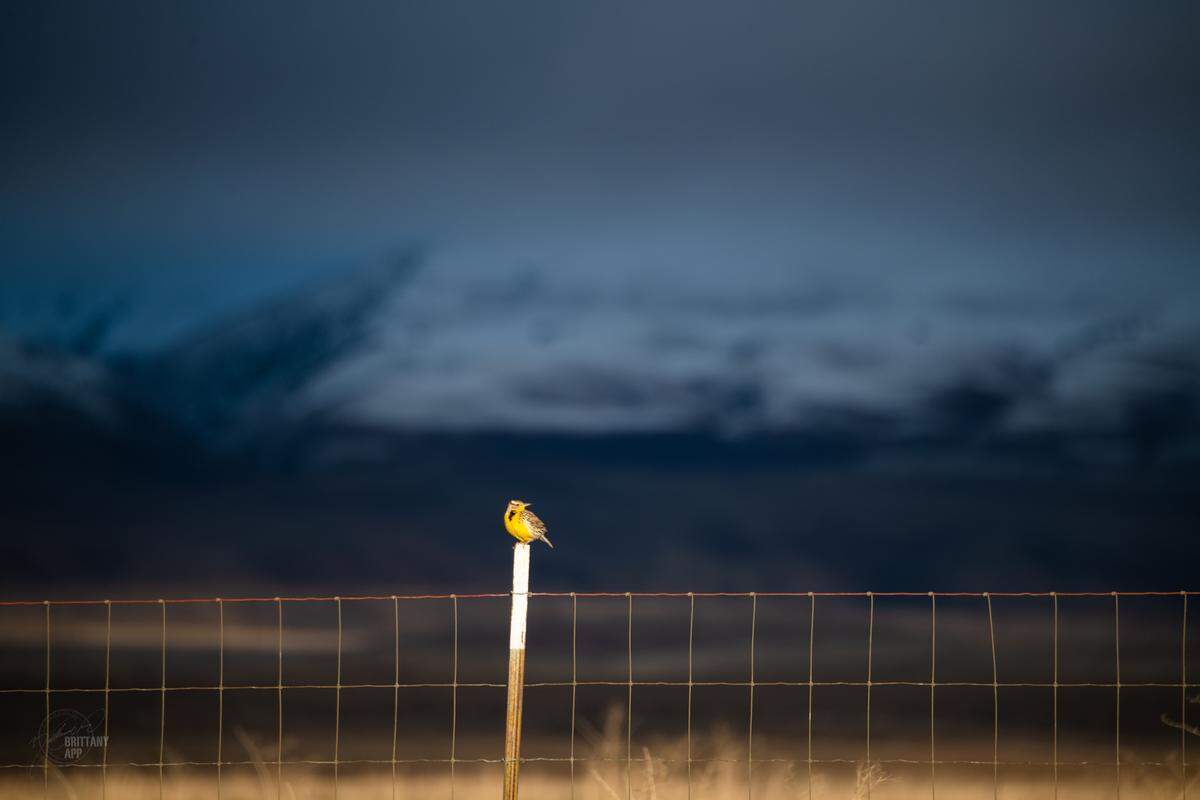 A bird sits on a fence post in eastern San Luis Obispo County in front of hills turned white with snow. This week’s storm brought snow to the Temblor and Caliente mountain ranges at the Carrizo Plain National Monument.