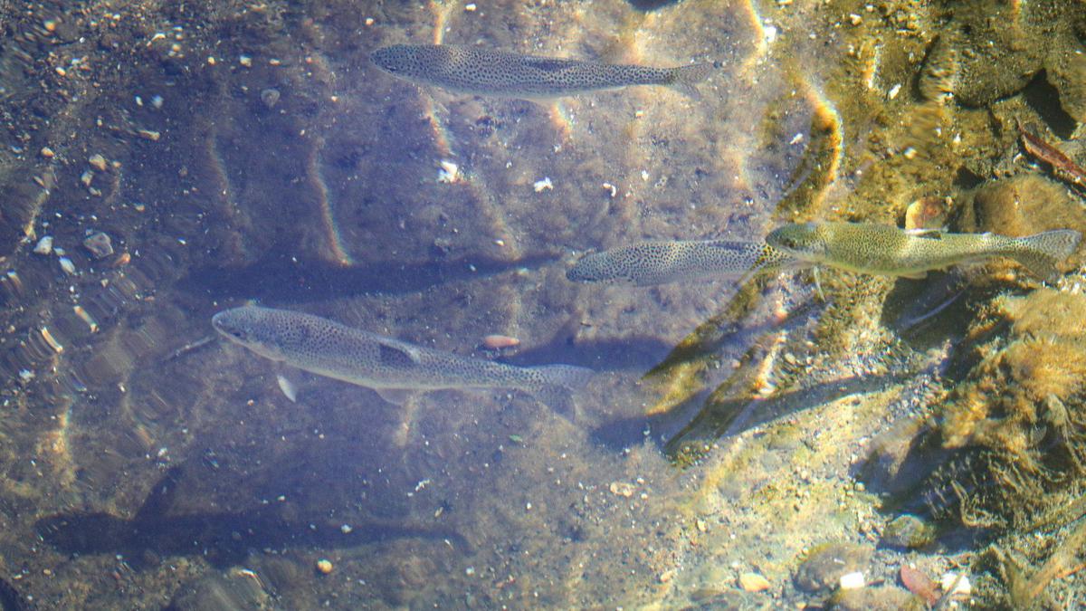 Steelhead trout swim in a pool in Mission Plaza on Oct. 23, 2024.