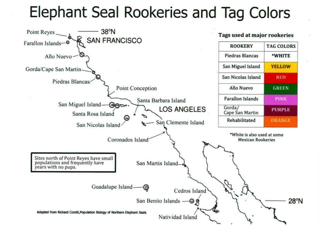 Tags are used to indicate where an elephant seal was born. The above map shows the colors for California.