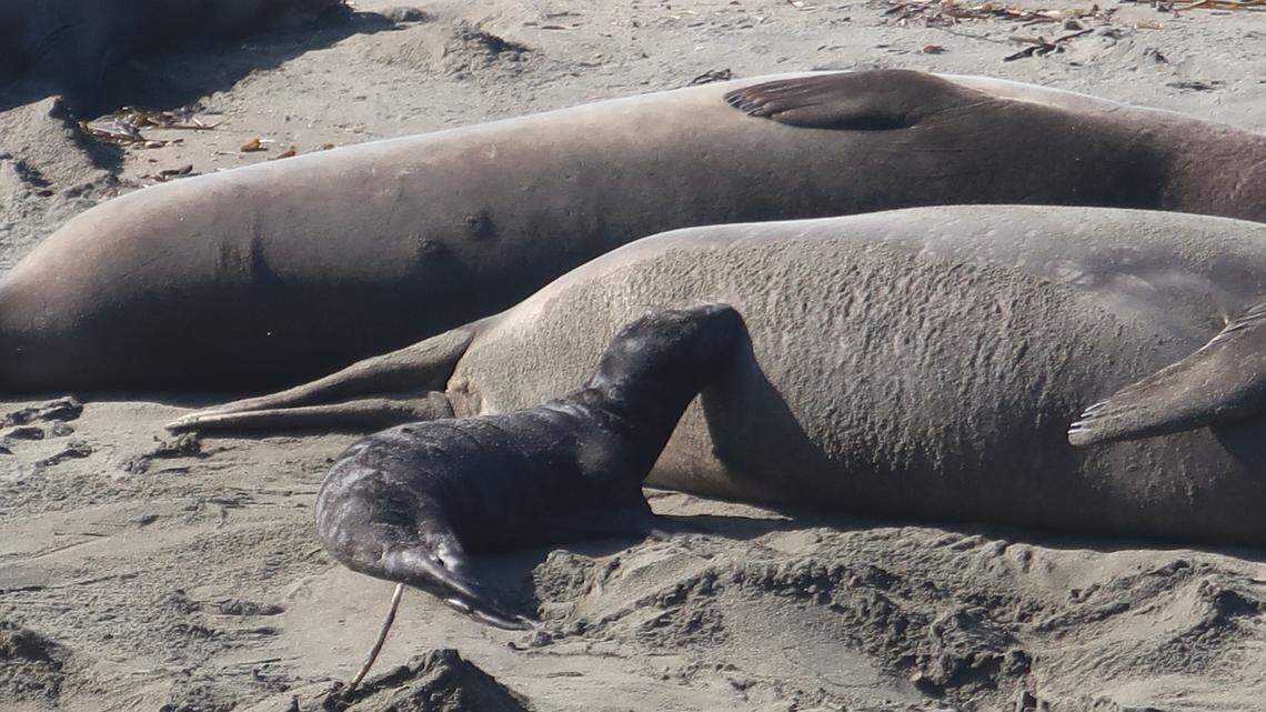 It’s pup season at the elephant seal rookery at Piedras Blancas