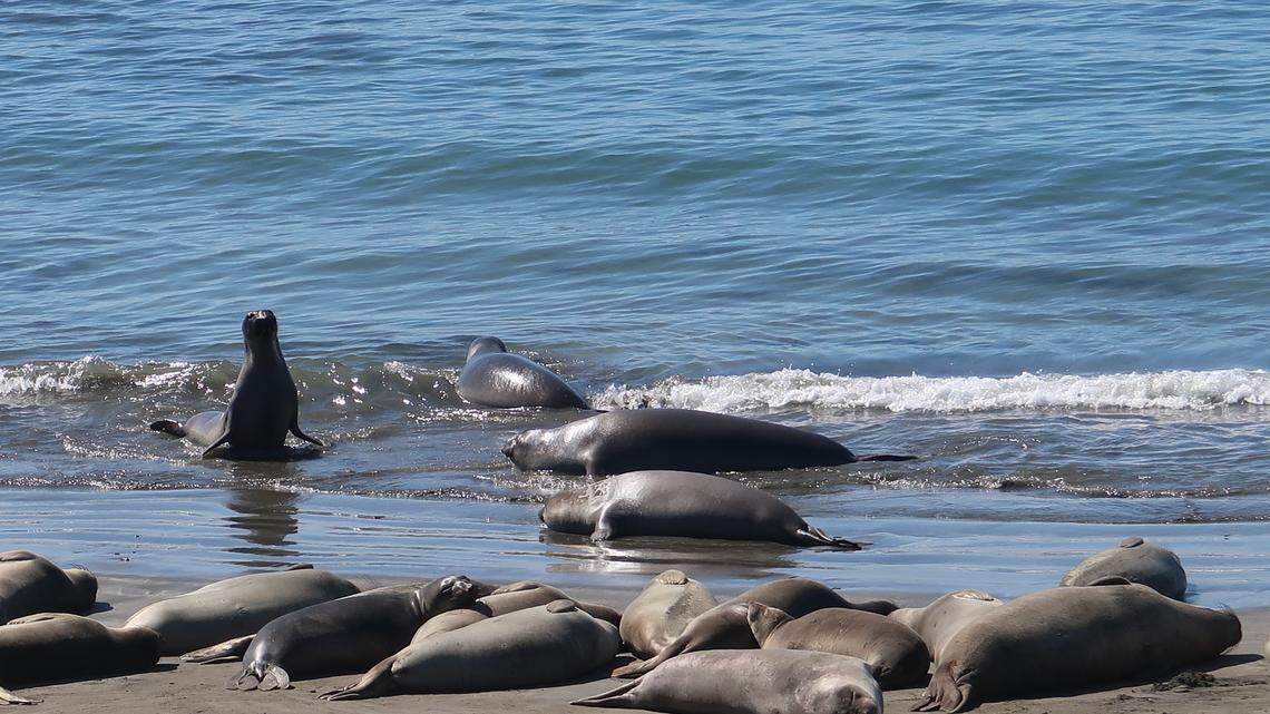 Elephant seals expand to new beaches in San Simeon. And volunteers needed to educate public