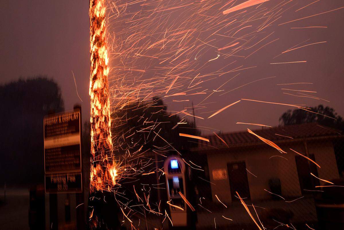 Powerful Santa Ana winds send a shower of embers flying from a burning palm tree in Malibu during the height of the Woolsey Fire.