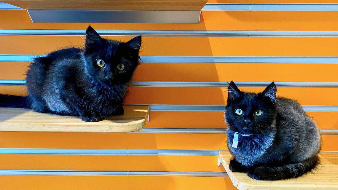 Cute kittens Ebony and Obsidian are healthy, happy — and still looking for homes