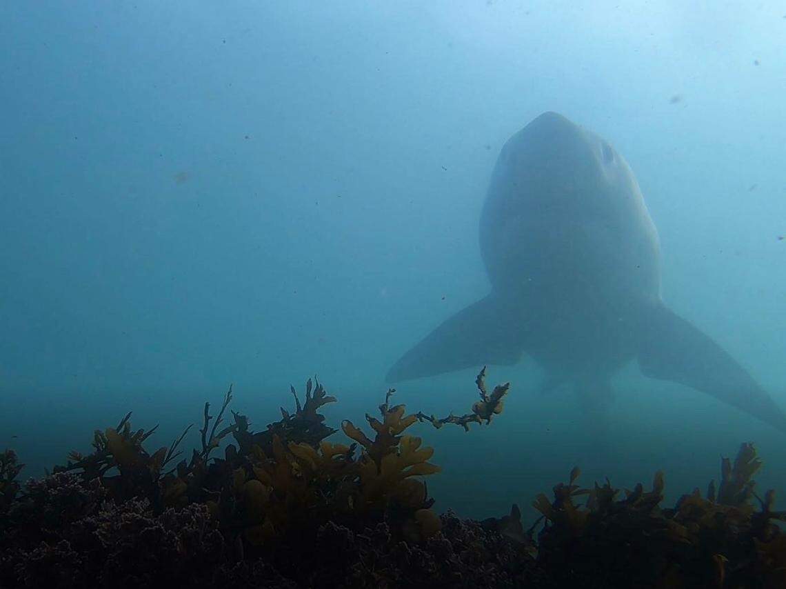 A white shark swims by the camera.