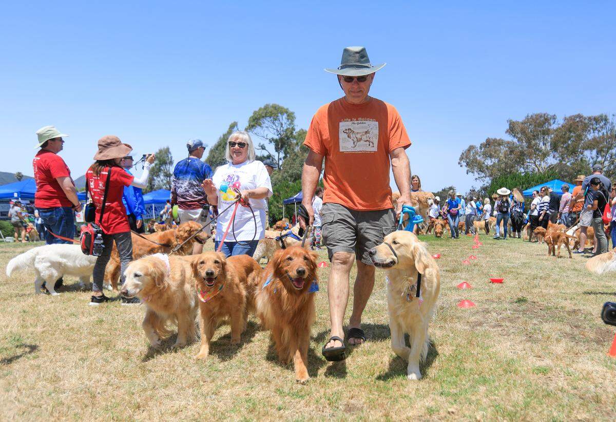 Eric and Diane Bratt of Los Alamos dance down the “Dog Train” with their four golden retrieversat the annual Goldens in the Park festival held at Laguna Lake Park in San Luis Obispo in 2019.