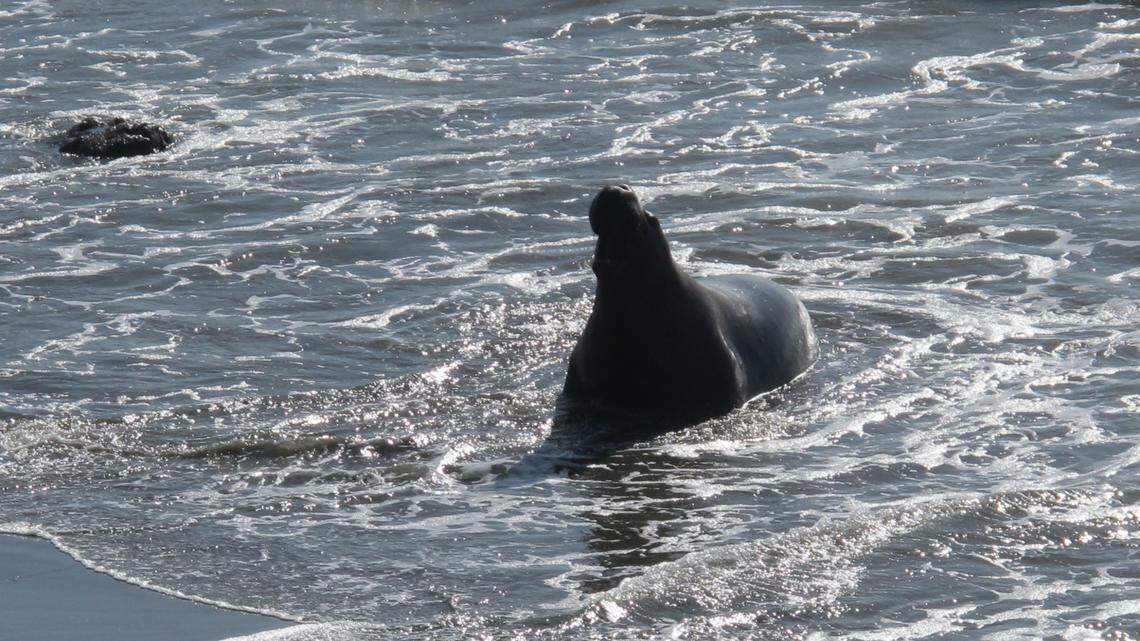 The big ‘beachmaster’ bulls are returning to elephant seal rookery at Piedras Blancas