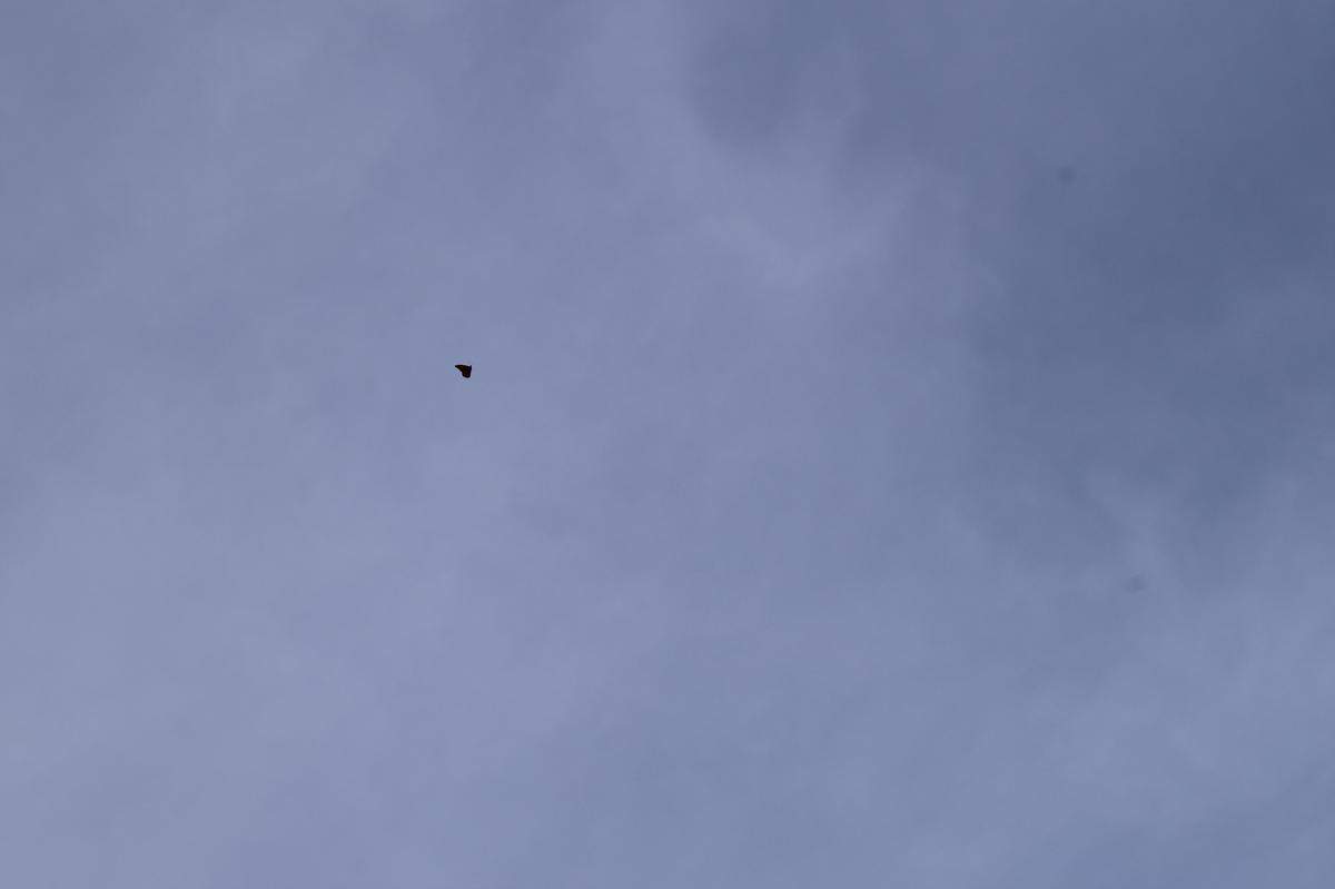 The monarch butterfly population is only a fraction of what it was at its height, when upwards of 260,000 butterflies filled the skies in Pismo Beach.