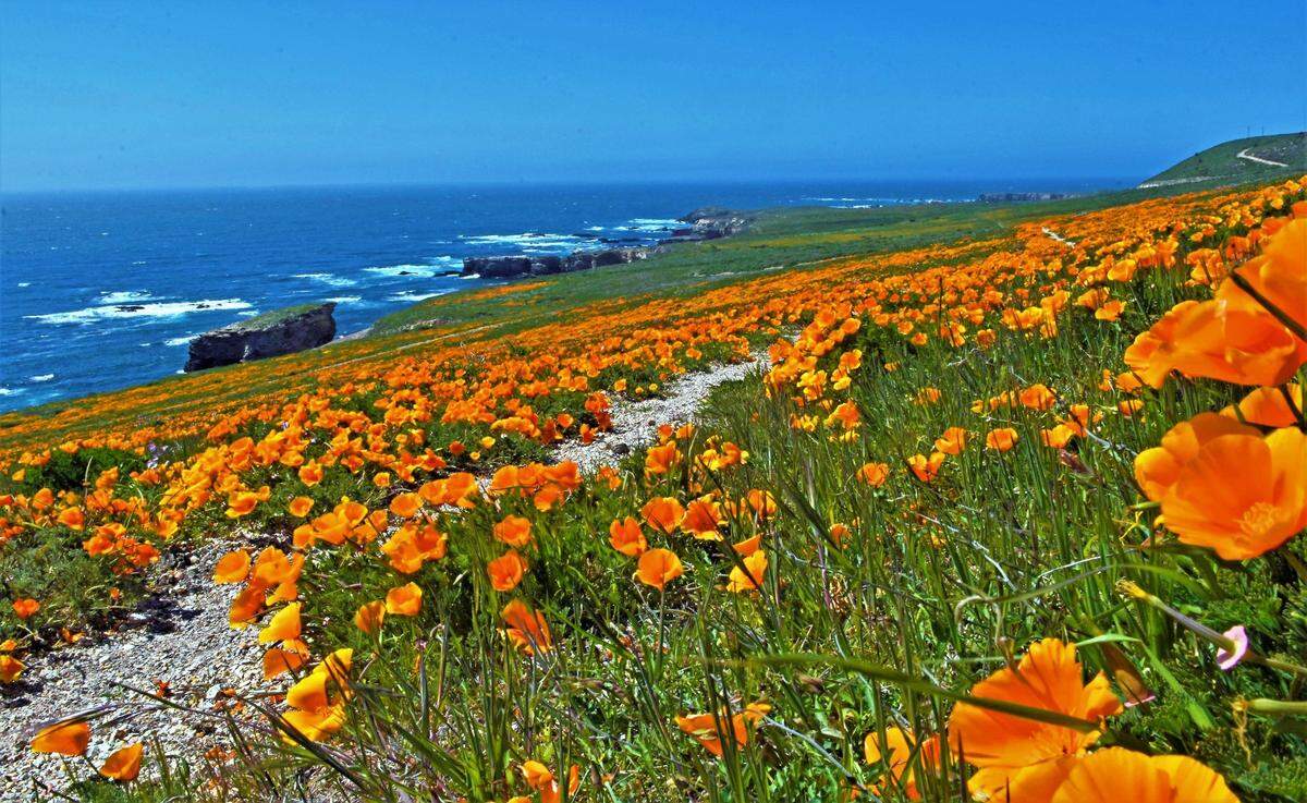 Orange poppies along the Point Buchon Trail near the Diablo Canyon Power Plant.