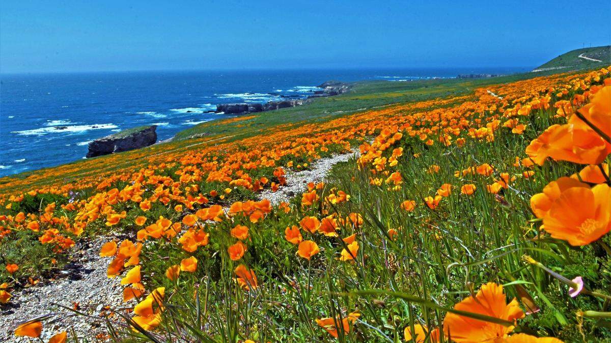 Orange poppies along the Point Buchon Trail near the Diablo Canyon Power Plant.