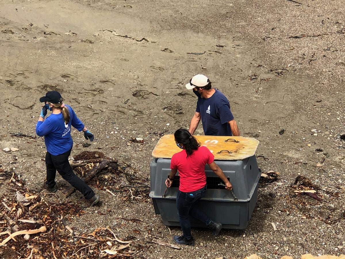 Rescuers with The Marine Mammal Center in Morro Bay prepare to rescue Hattori, an injured, malnourished California sea lion, from Cambria’s Moonstone Beach area on Wednesday, July 22, 2020. Pictured are Aliah Meza, Aviv Eckshtein and volunteer Kerry Cox.