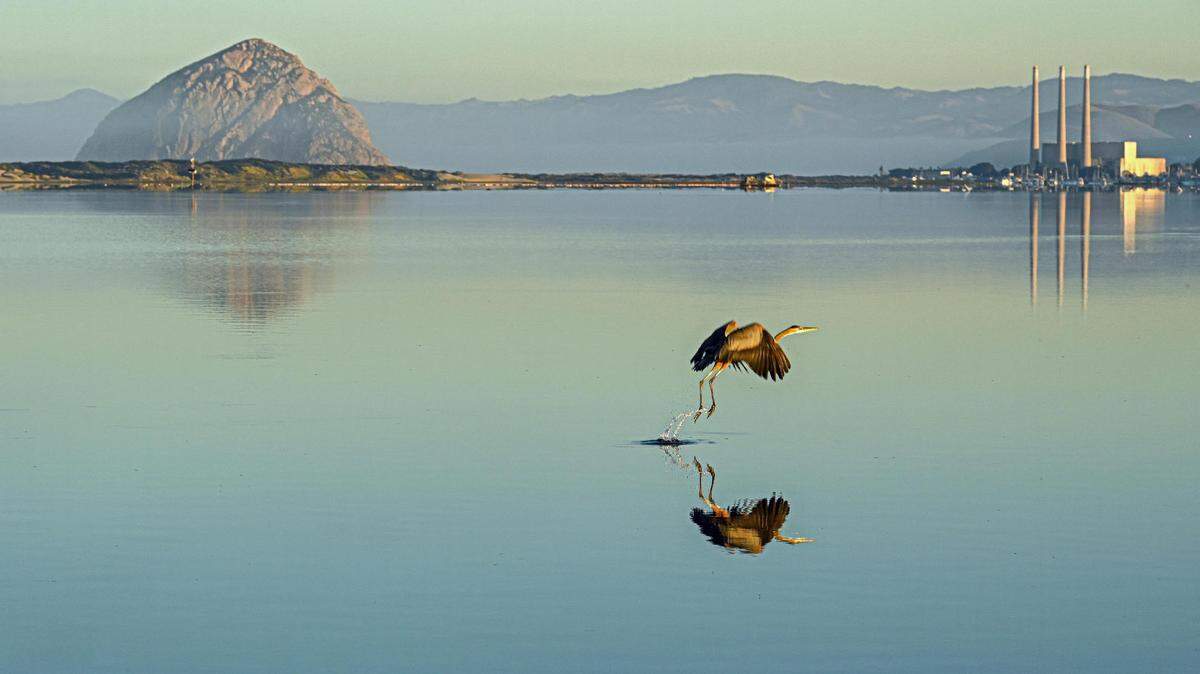 A great blue heron flies over the water in Morro Bay.