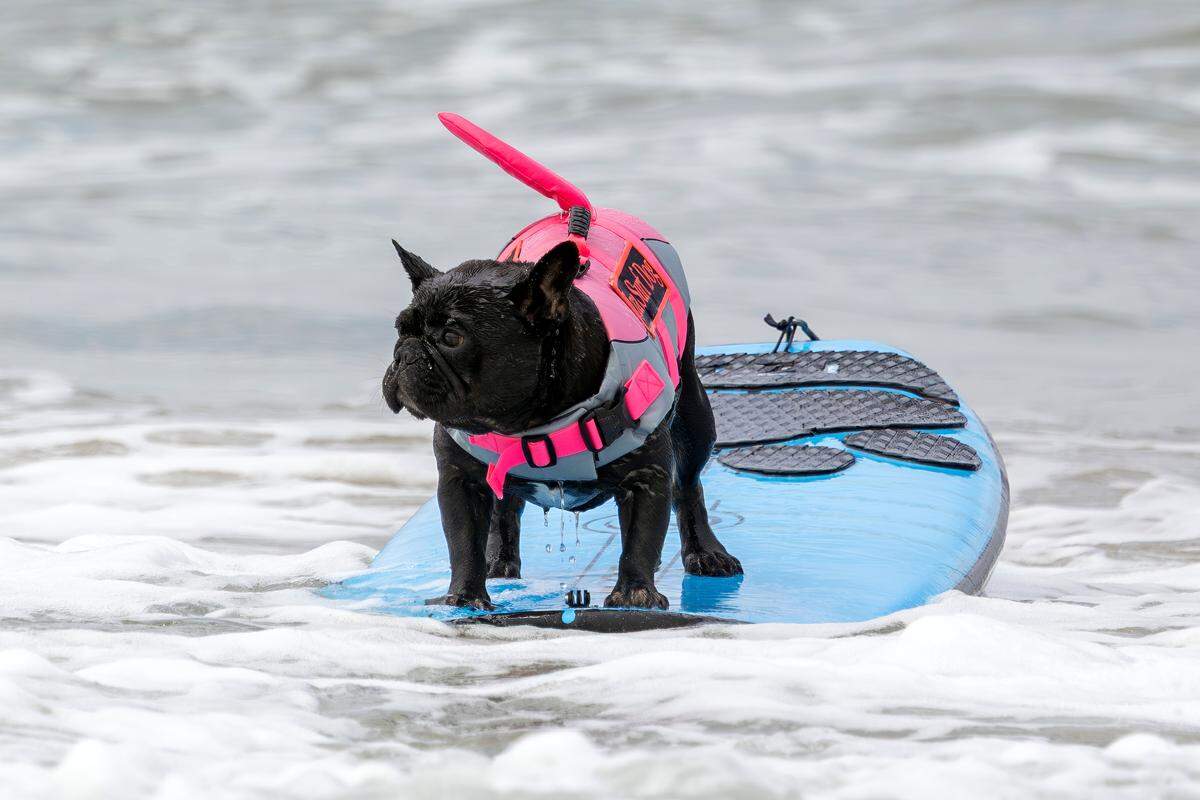 The World Dog Surfing Championships Exhibition Tour took over Pismo Beach on May 2, 2026.