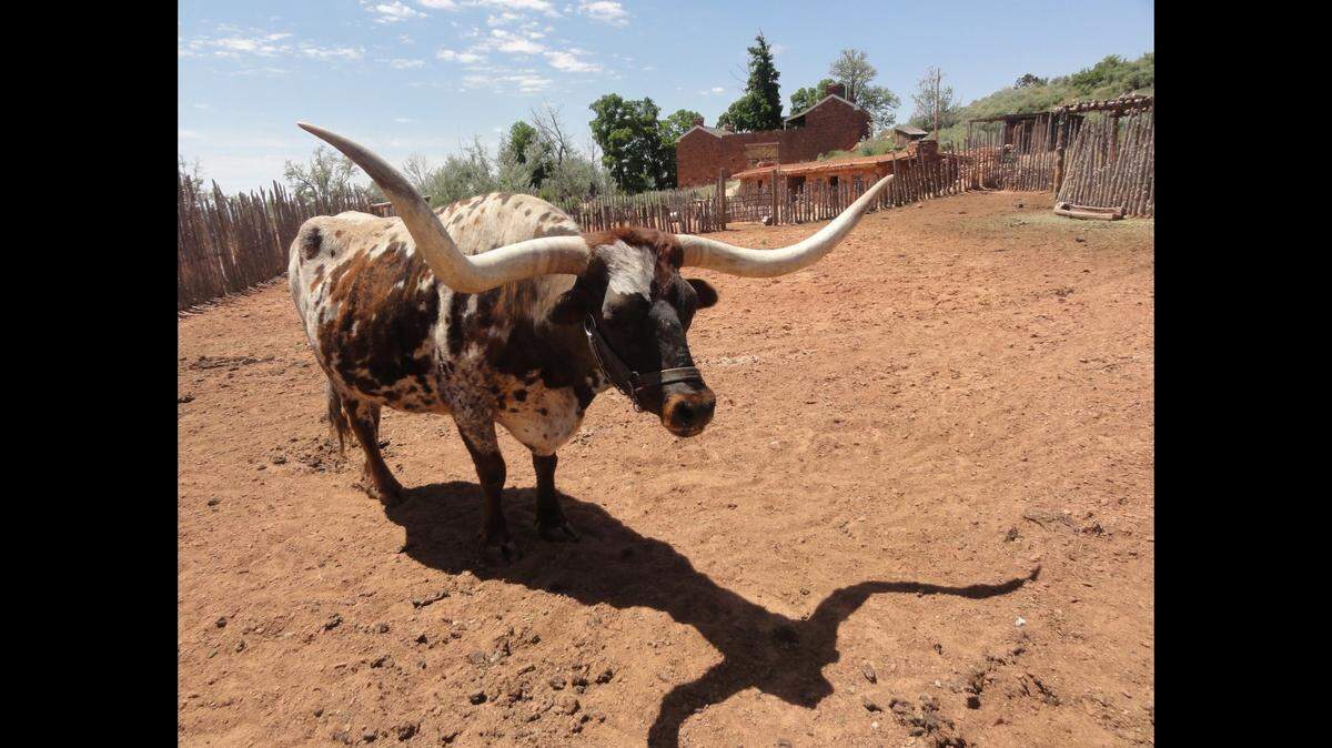 An “intimidating” longhorn steer known for chirping like a bird has died at age 18 in Arizona’s Pipe Spring National Monument, according to the National Park Service.
