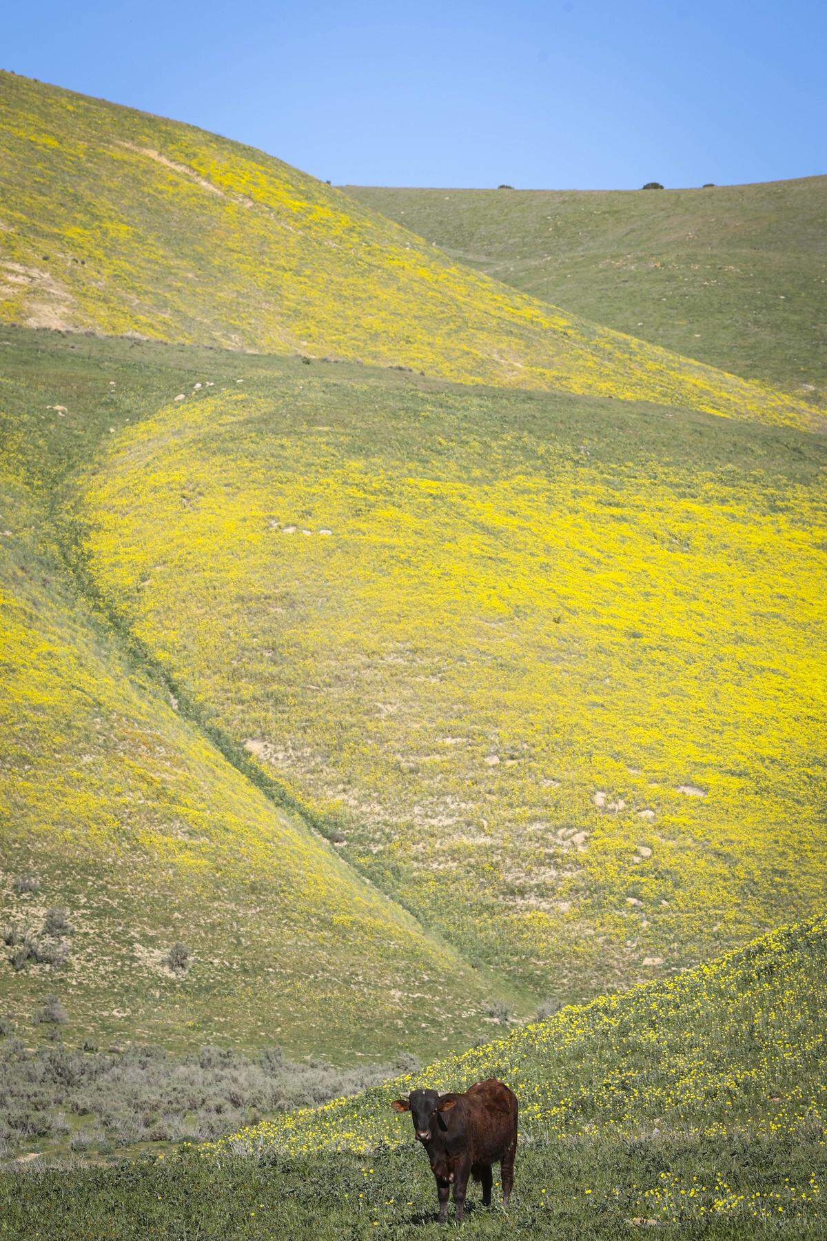 Wildflowers got an early but sporadic start in California Valley after a dry spell followed early winter rains.