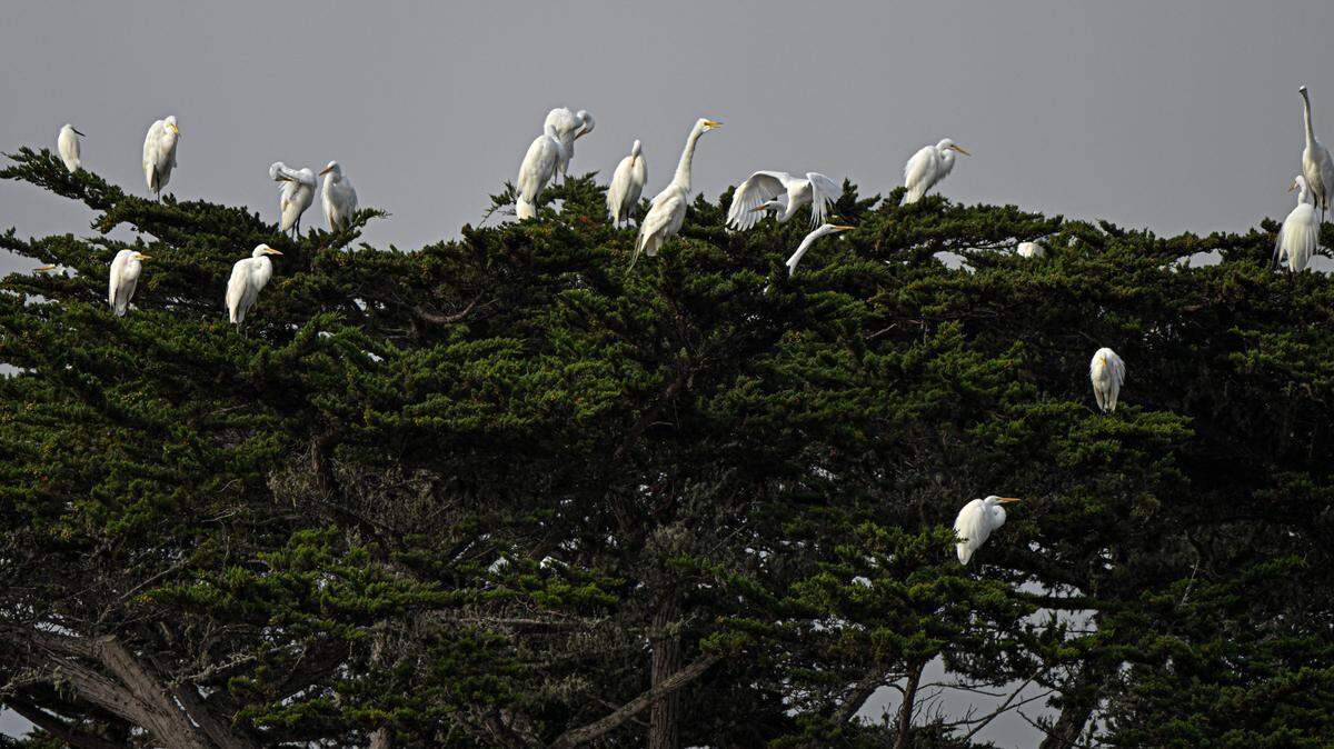 Great egrets and snowy egrets gather in cypress trees at Baywood Park.
