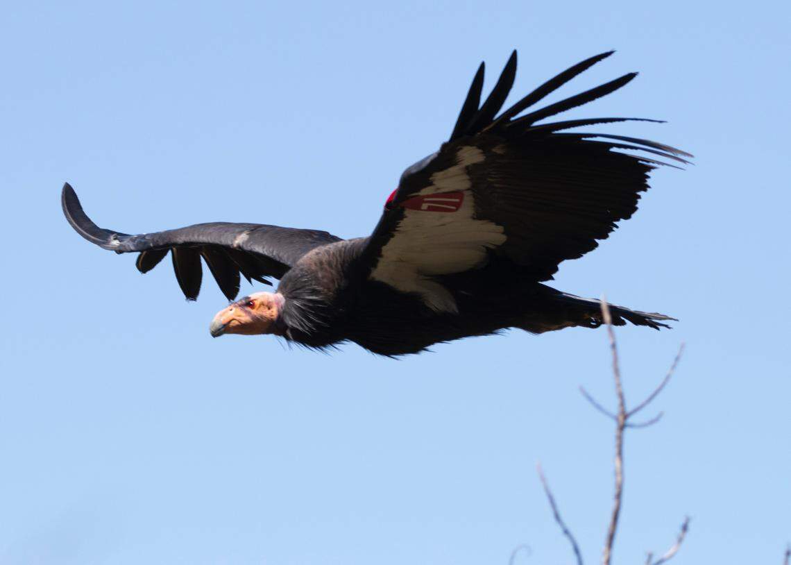 Traveler (No. 171), the oldest female condor in the Central California flock, underwent successful emergency surgery to remove lead fragments from her intestinal tract, and now flies free.