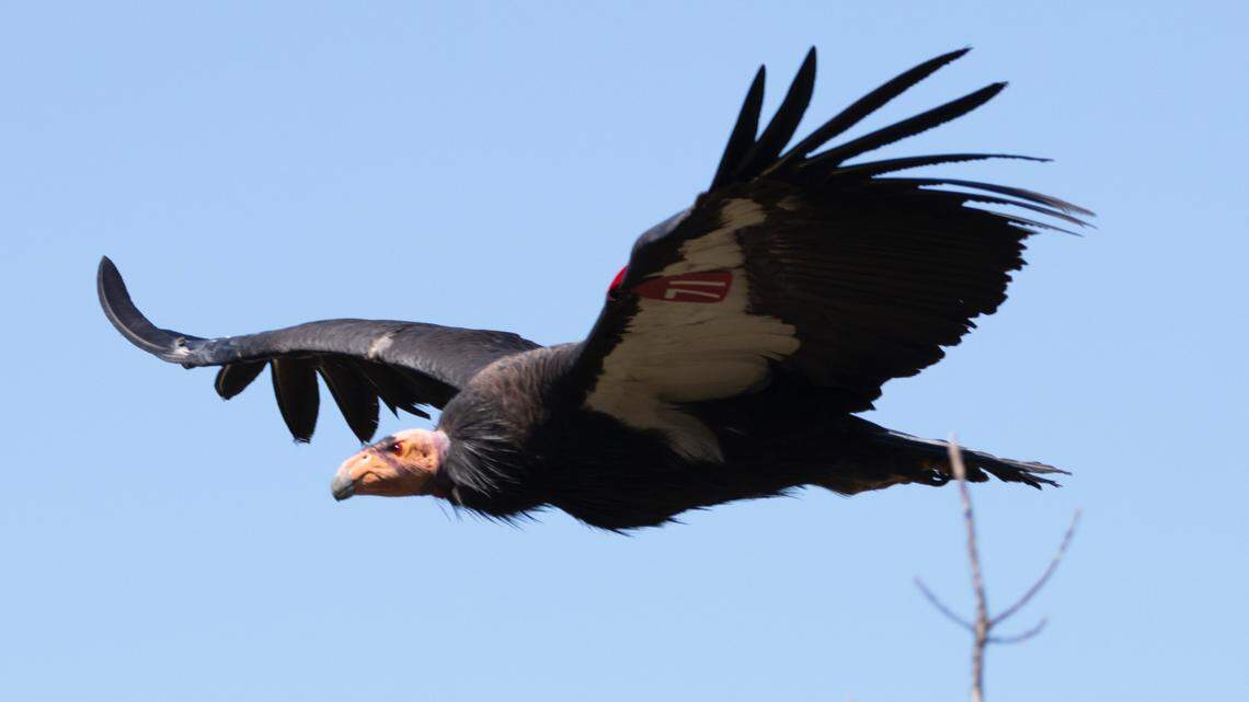 Traveler (No. 171), then the oldest female condor in the Central California flock, flies free in 2022. California condors are at risk of contracting highly pathogenic avian influenza.