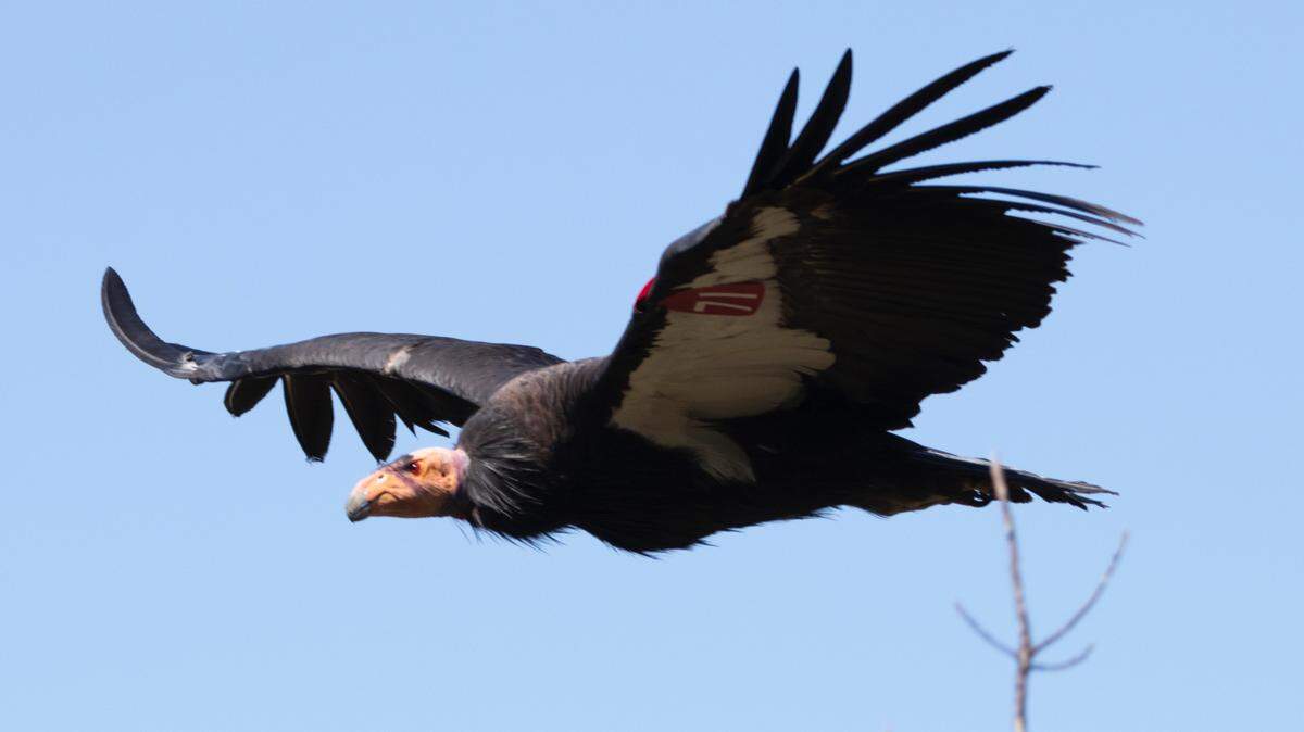 Traveler (No. 171), the oldest female condor in the Central California flock, underwent successful emergency surgery to remove lead fragments from her intestinal tract, and now flies free.