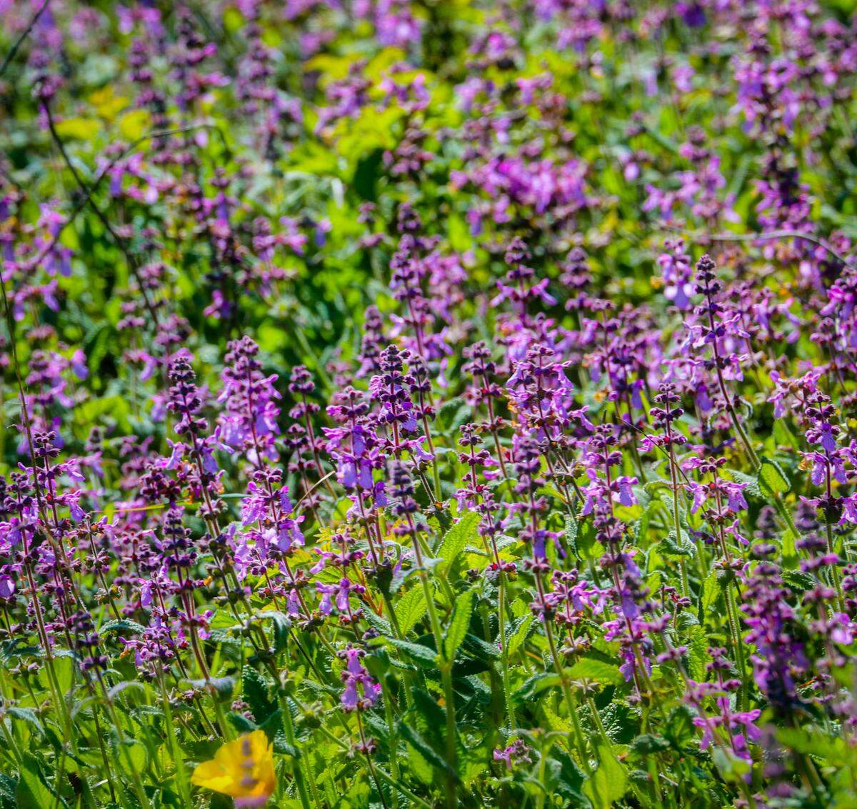 Wildflowers along Bouchard Trail near Ragged Point.