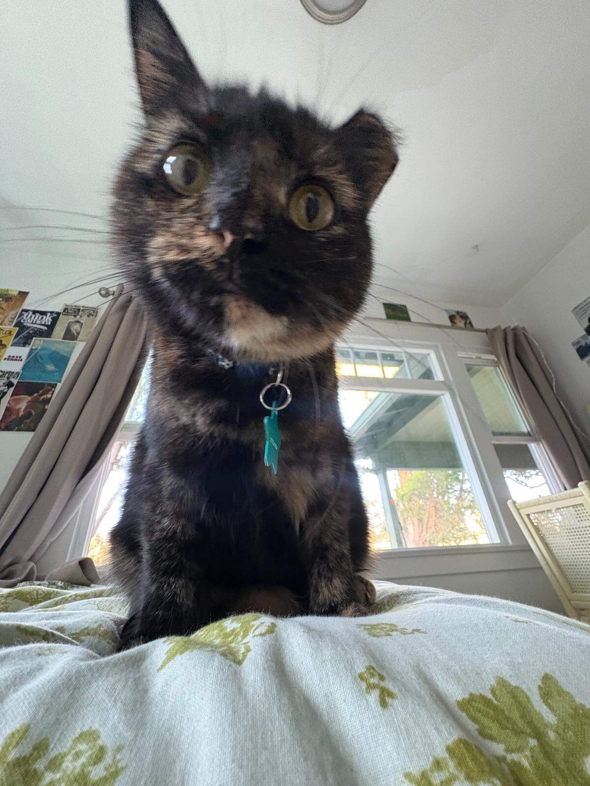 Kittylicious, a 2-year-old tortoiseshell cat from San Luis Obispo, is the winner of The Tribune’s cutest cat contest.