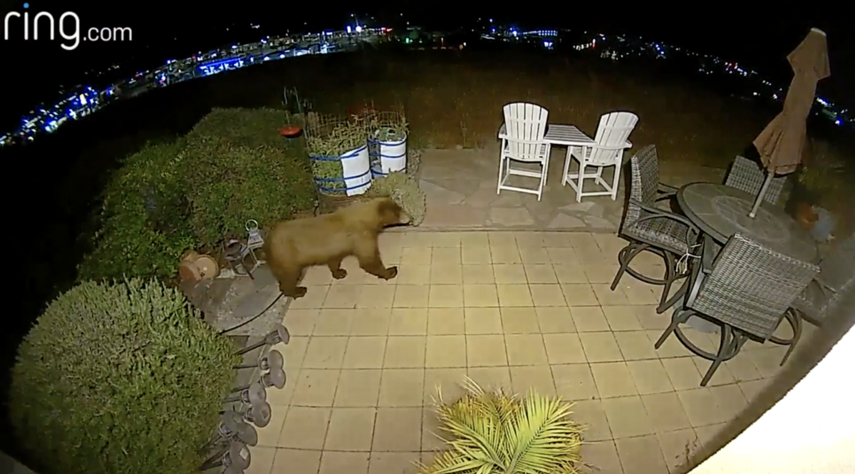 A video camera catches a medium-sized bear calmly strolling in a backyard of a Pismo Beach hillside home Friday, May 12, 2023.