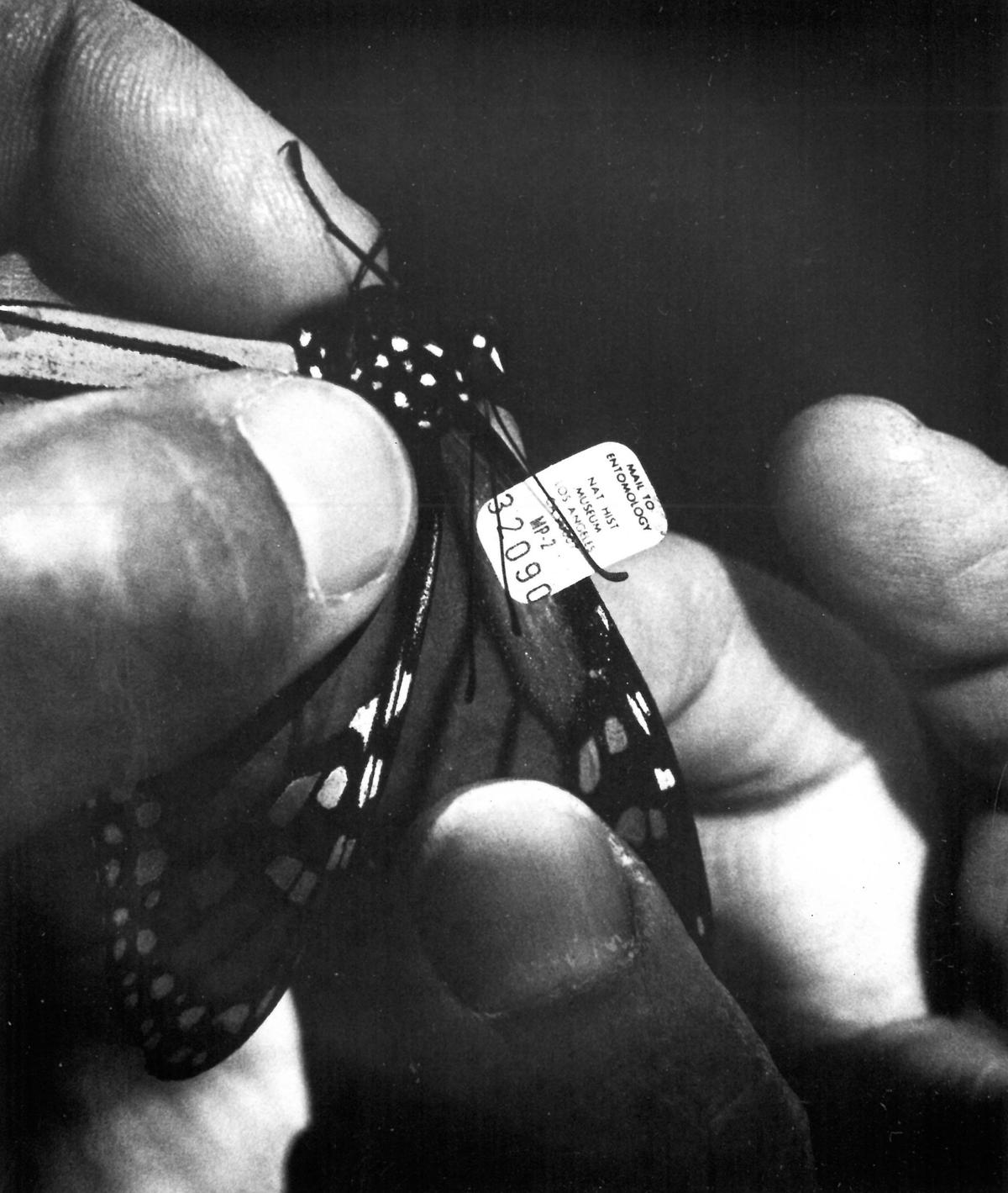 Letters half the size of a classified ad ask the monarch’s finder to return it to the entomology department of the Los Angeles Museum of Natural History where the migratory pattern of the butterfly is mapped. Pismo Beach butterfly grove has long been a destination for monarch butterflies, and those who study, photograph or watch in wonder. David Middlecamp published 12-23-1989
