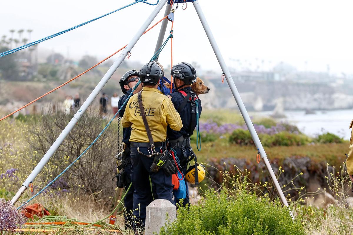 Rosie, a golden retriever, chased an animal off the side of a cliff near Dinosaur Caves on Thursday morning, June 29, 2023. Her owner Ryan McCormick scaled the cliff to find her, and the pair were rescued by SLO County firefighters.