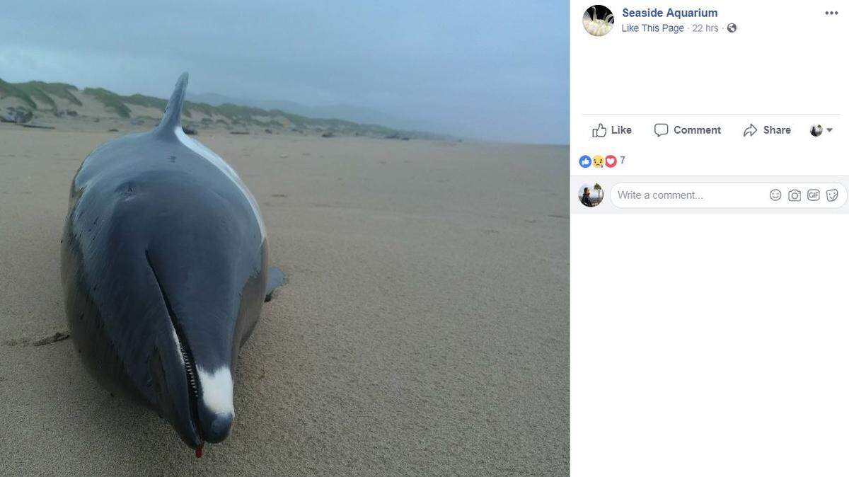 A rare right whale dolphin washed up on an Oregon beach on June 9. The Seaside Aquarium in Oregon said it's only the fourth of these dolphins they've ever seen.
