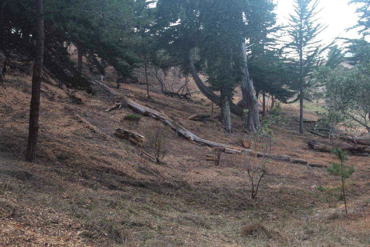 Forest-clearing work has taken place at various locations throughout Cambria for fire-safety purposes.