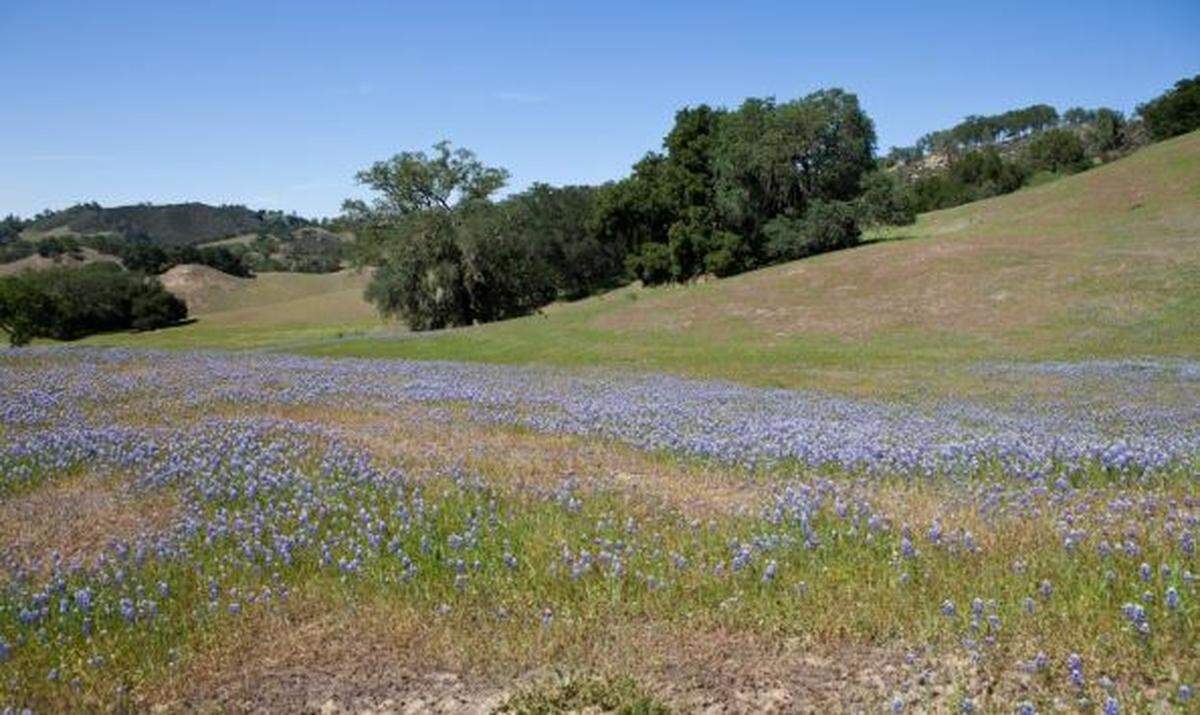 Wildflowers bloom at the Attiyeh Ranch.