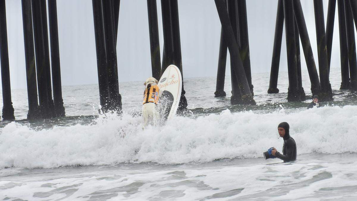 The World Dog Surfing Championships Exhibition Tour took over Pismo Beach on May 2, 2026. Labrador Pancho catches some air while cresting a wave.