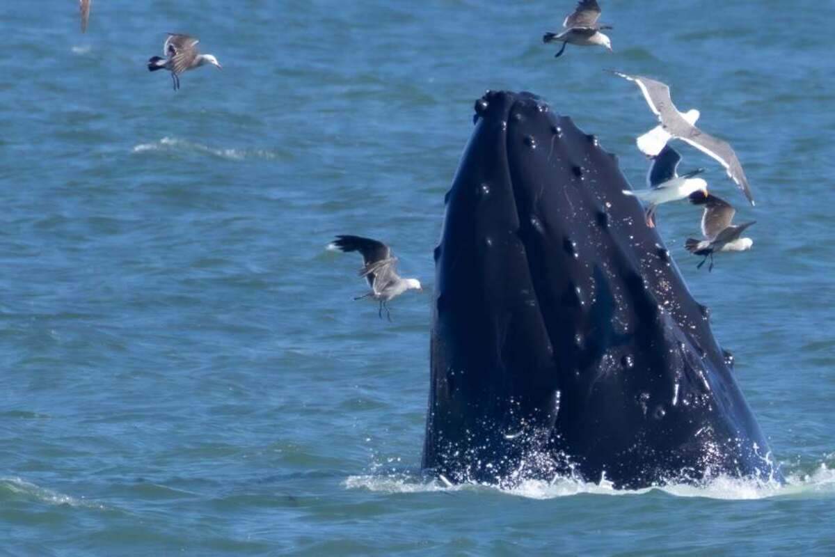A humpback whale burst out of the water near the Cayucos Pier on June 24, 2026.